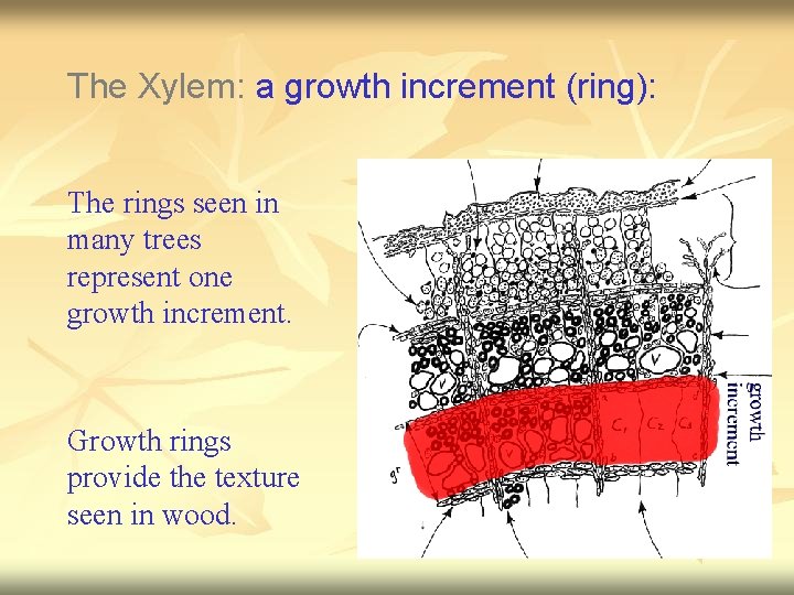 The Xylem: a growth increment (ring): The rings seen in many trees represent one