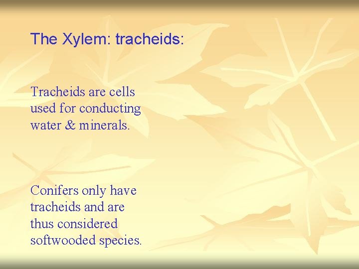 The Xylem: tracheids: Tracheids are cells used for conducting water & minerals. Conifers only