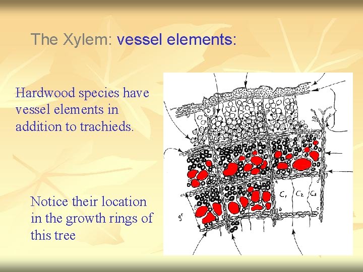 The Xylem: vessel elements: Hardwood species have vessel elements in addition to trachieds. Notice