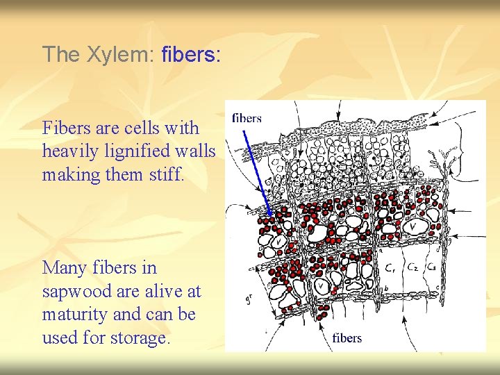 The Xylem: fibers: Fibers are cells with heavily lignified walls making them stiff. Many