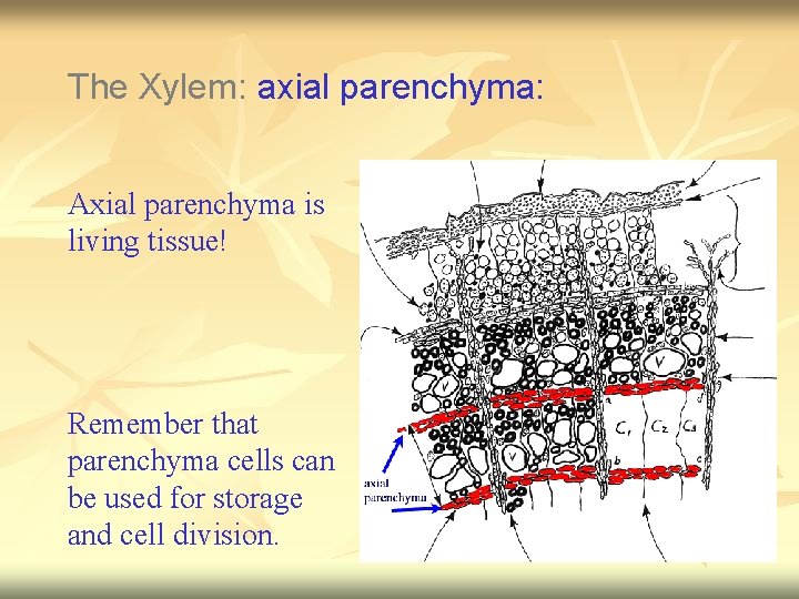 The Xylem: axial parenchyma: Axial parenchyma is living tissue! Remember that parenchyma cells can
