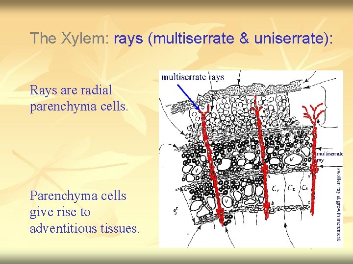 The Xylem: rays (multiserrate & uniserrate): Rays are radial parenchyma cells. Parenchyma cells give