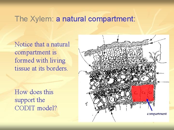 The Xylem: a natural compartment: Notice that a natural compartment is formed with living