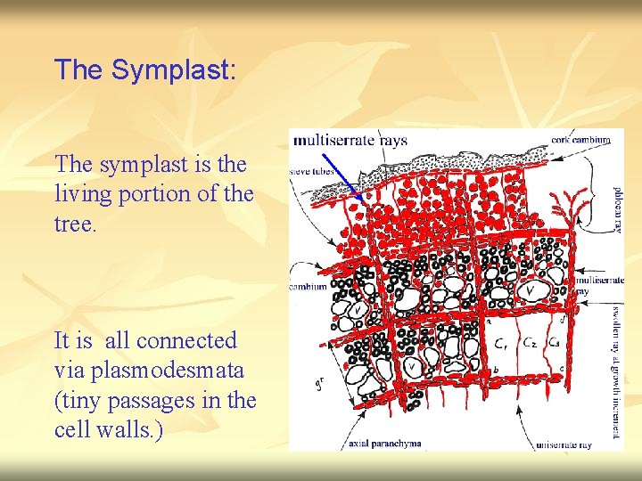 The Symplast: The symplast is the living portion of the tree. It is all