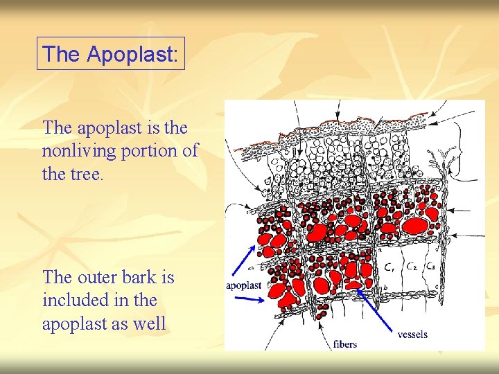 The Apoplast: The apoplast is the nonliving portion of the tree. The outer bark
