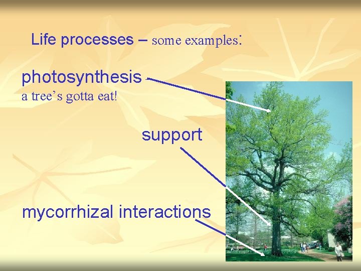 Life processes – some examples: photosynthesis – a tree’s gotta eat! support mycorrhizal interactions