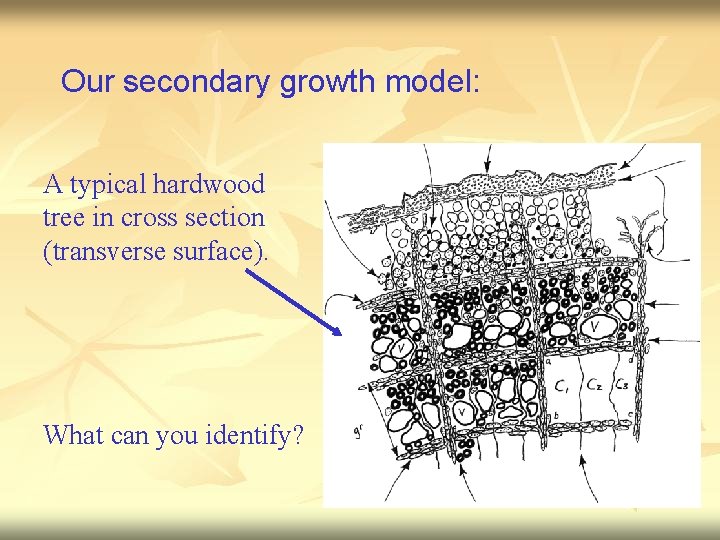 Our secondary growth model: A typical hardwood tree in cross section (transverse surface). What