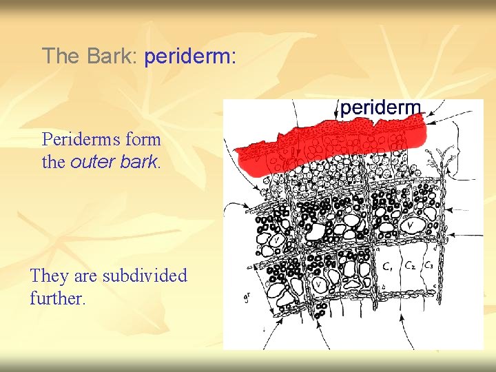 The Bark: periderm: Periderms form the outer bark. They are subdivided further. 