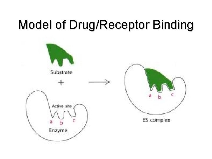 Model of Drug/Receptor Binding 