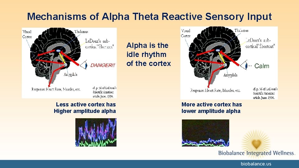 Mechanisms of Alpha Theta Reactive Sensory Input Alpha is the idle rhythm of the
