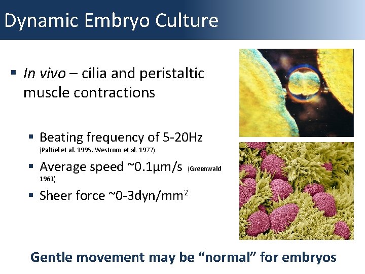 Dynamic Embryo Culture § In vivo – cilia and peristaltic muscle contractions § Beating