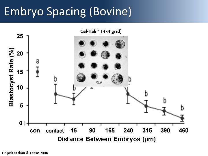 Embryo Spacing (Bovine) Cel-Tak™ (4 x 4 grid) Distance Between Embryos (µm) Gopichandran &