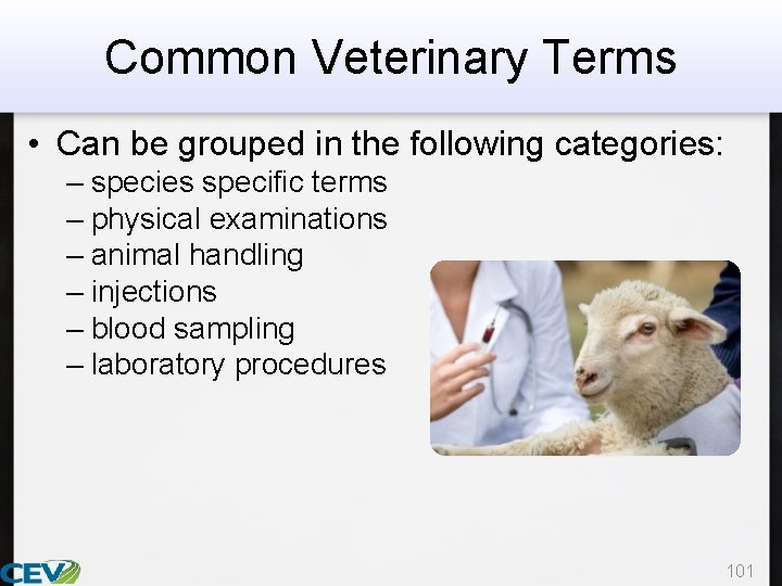 Common Veterinary Terms • Can be grouped in the following categories: – species specific