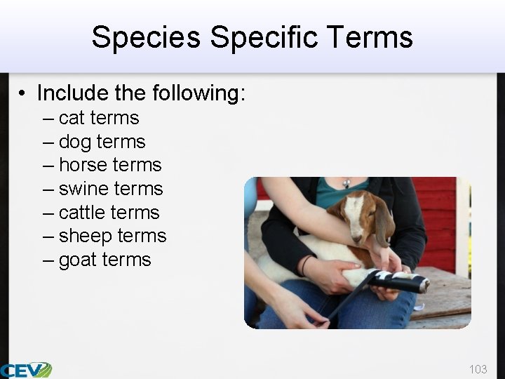 Species Specific Terms • Include the following: – cat terms – dog terms –