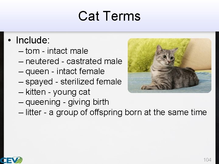Cat Terms • Include: – tom - intact male – neutered - castrated male