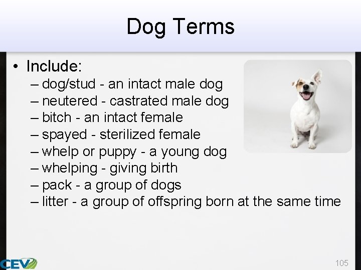 Dog Terms • Include: – dog/stud - an intact male dog – neutered -