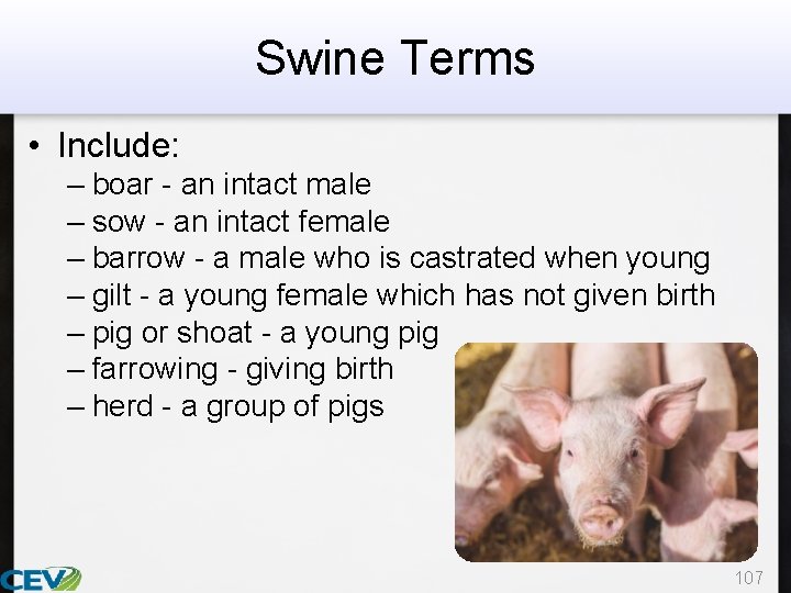 Swine Terms • Include: – boar - an intact male – sow - an