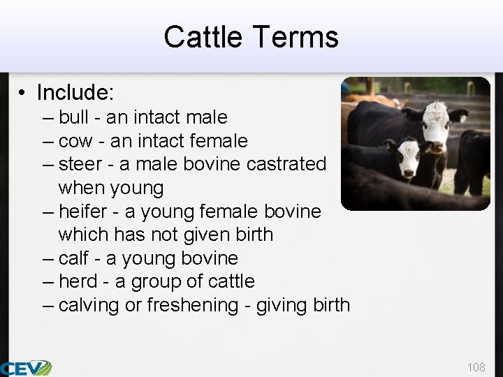 Cattle Terms • Include: – bull - an intact male – cow - an