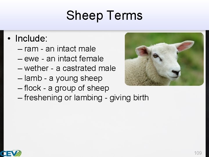 Sheep Terms • Include: – ram - an intact male – ewe - an