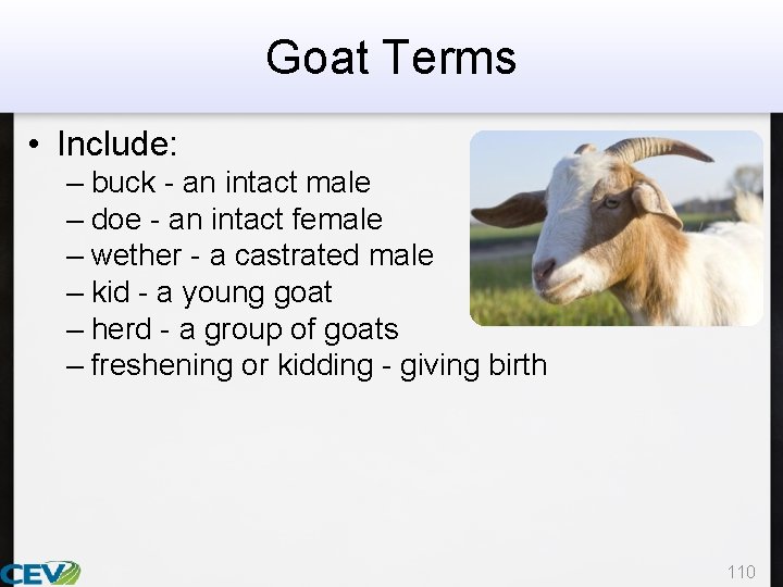 Goat Terms • Include: – buck - an intact male – doe - an