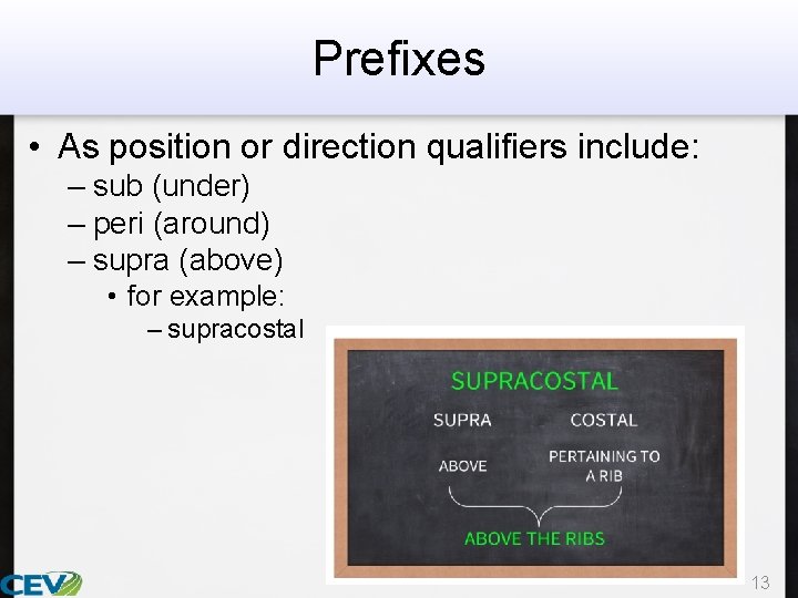 Prefixes • As position or direction qualifiers include: – sub (under) – peri (around)