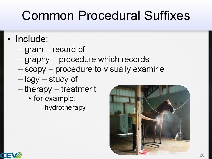 Common Procedural Suffixes • Include: – gram – record of – graphy – procedure