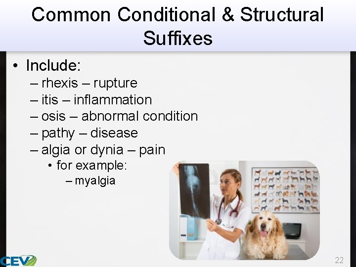Common Conditional & Structural Suffixes • Include: – rhexis – rupture – itis –
