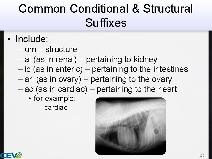 Common Conditional & Structural Suffixes • Include: – um – structure – al (as