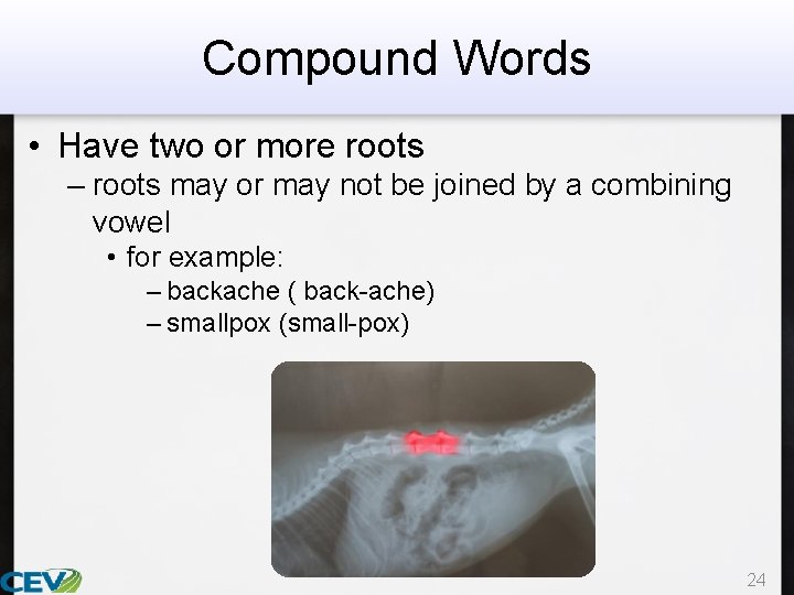 Compound Words • Have two or more roots – roots may or may not