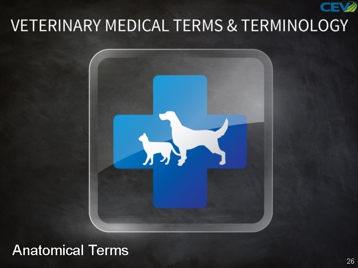 Anatomical Terms 26 