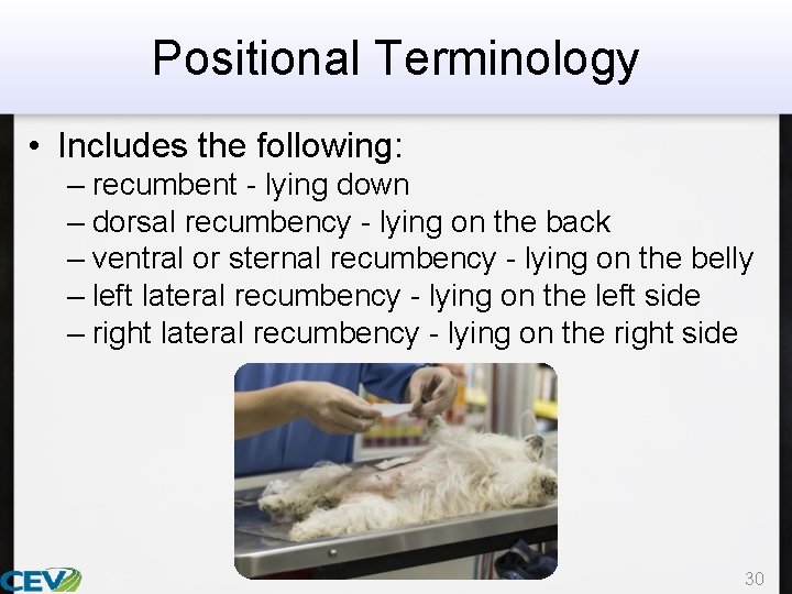 Positional Terminology • Includes the following: – recumbent - lying down – dorsal recumbency