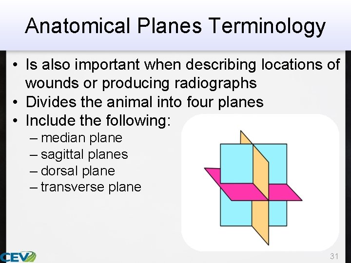 Anatomical Planes Terminology • Is also important when describing locations of wounds or producing