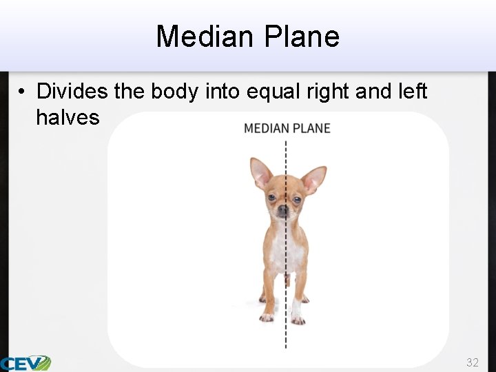 Median Plane • Divides the body into equal right and left halves 32 