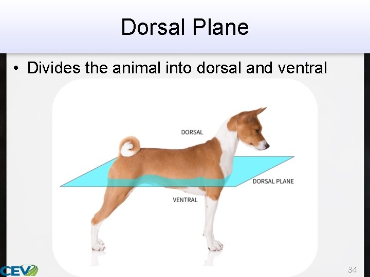 Dorsal Plane • Divides the animal into dorsal and ventral 34 