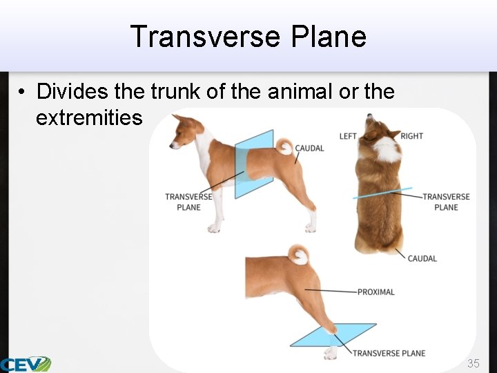 Transverse Plane • Divides the trunk of the animal or the extremities 35 