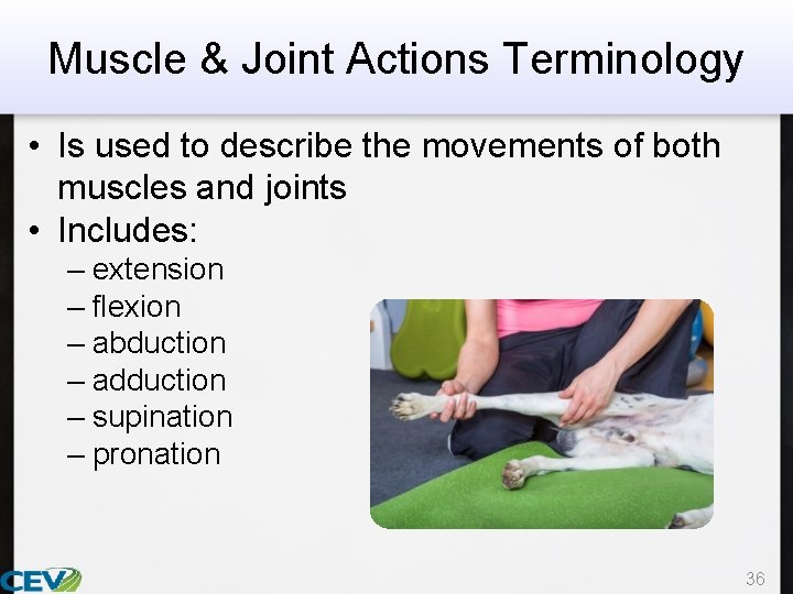 Muscle & Joint Actions Terminology • Is used to describe the movements of both