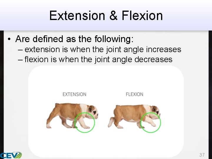 Extension & Flexion • Are defined as the following: – extension is when the