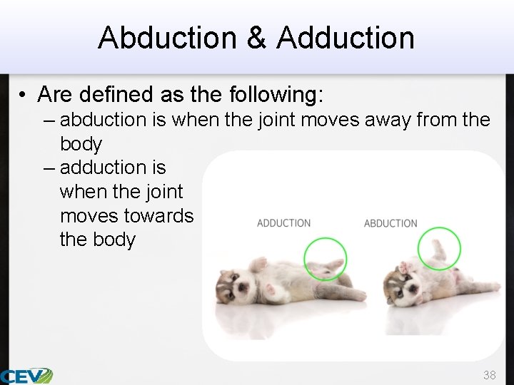 Abduction & Adduction • Are defined as the following: – abduction is when the