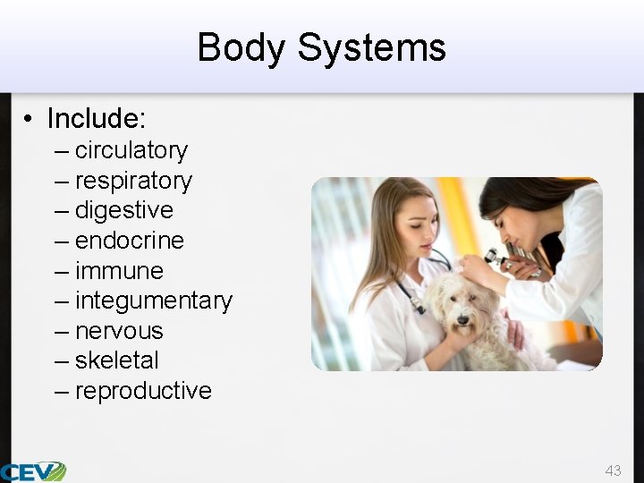 Body Systems • Include: – circulatory – respiratory – digestive – endocrine – immune