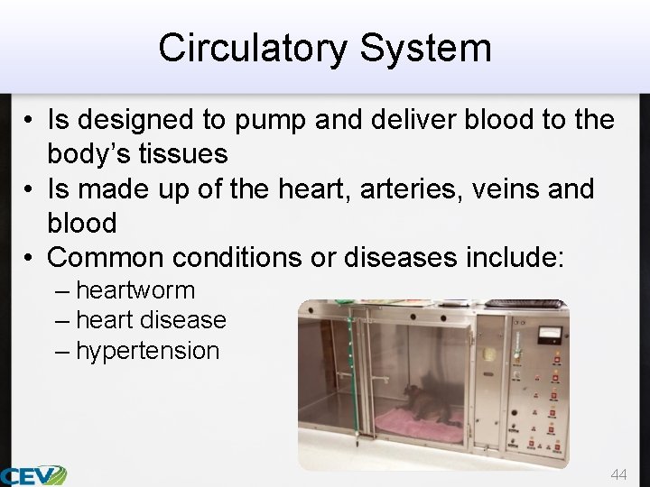 Circulatory System • Is designed to pump and deliver blood to the body’s tissues