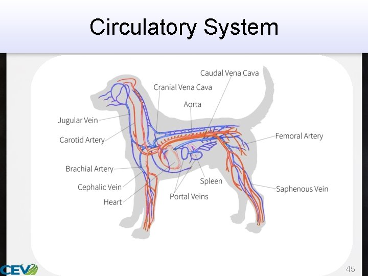 Circulatory System 45 