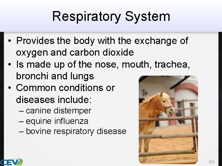 Respiratory System • Provides the body with the exchange of oxygen and carbon dioxide