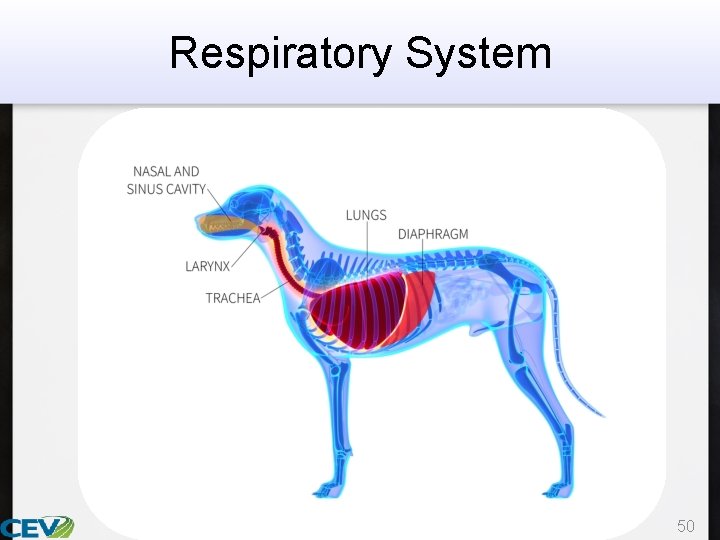 Respiratory System 50 