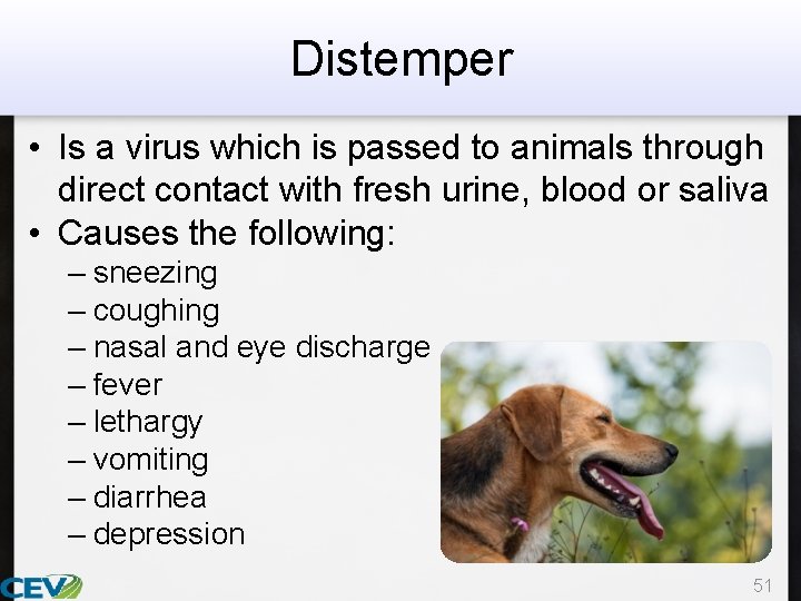 Distemper • Is a virus which is passed to animals through direct contact with