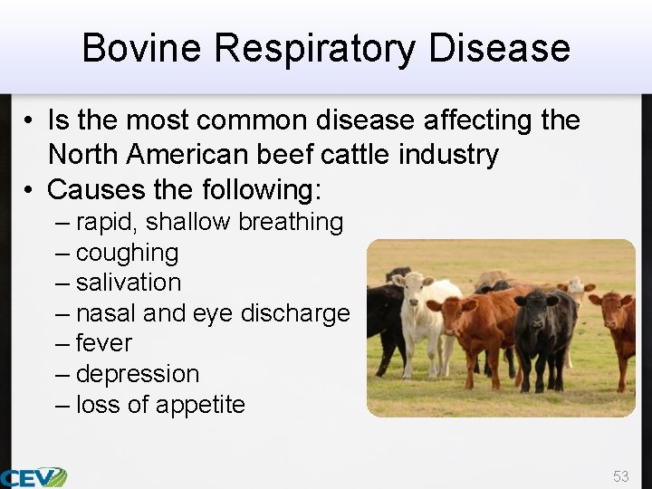 Bovine Respiratory Disease • Is the most common disease affecting the North American beef