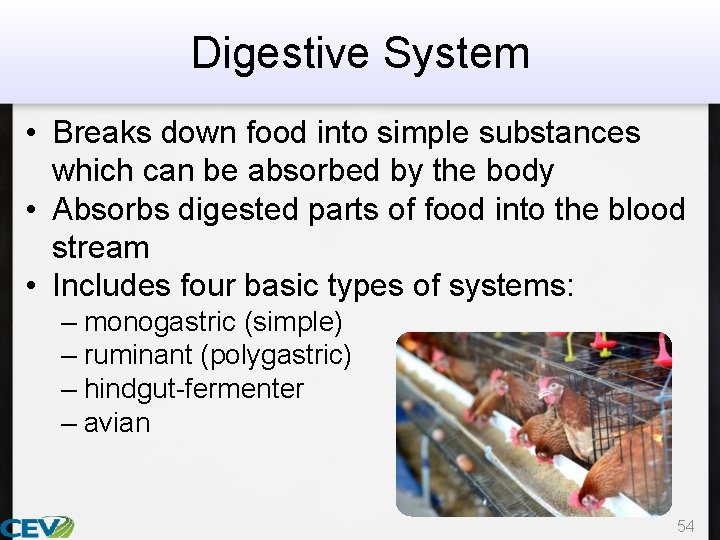 Digestive System • Breaks down food into simple substances which can be absorbed by