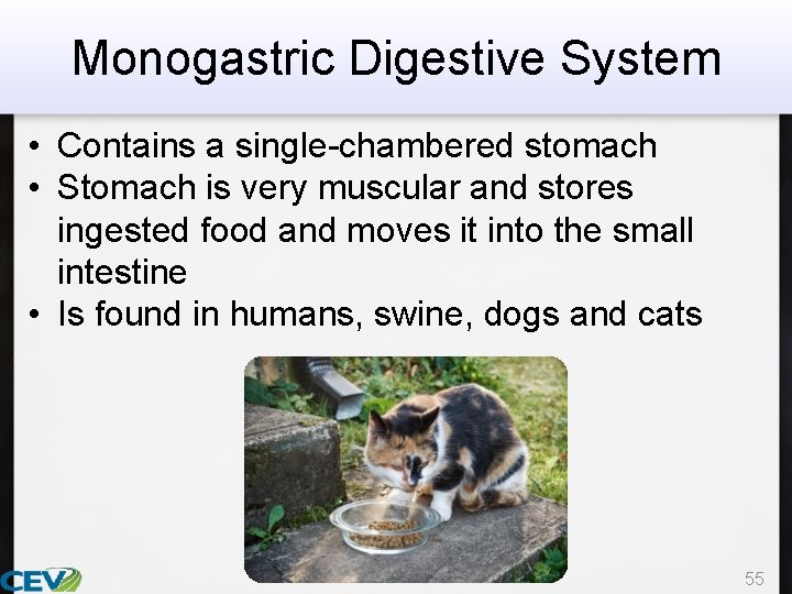 Monogastric Digestive System • Contains a single-chambered stomach • Stomach is very muscular and