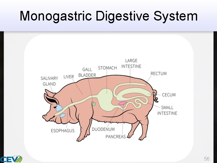 Monogastric Digestive System 56 