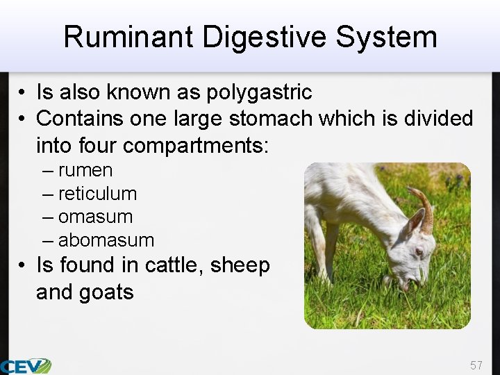 Ruminant Digestive System • Is also known as polygastric • Contains one large stomach
