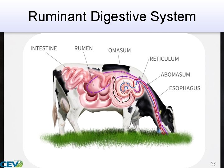 Ruminant Digestive System 58 